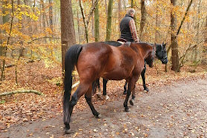 Ein Bild eines Reiters mit zwei Pferden im Wald